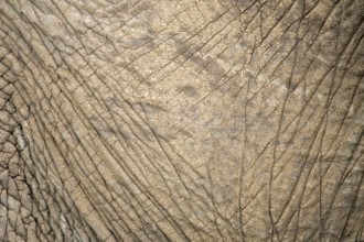 Close-up of an elephant's textured skin captured during a safari in the Masai Mara, Kenya. The