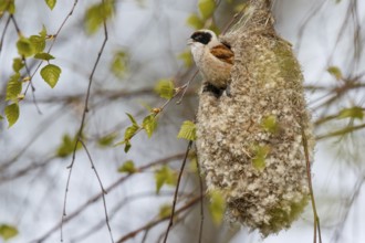 Eurasian Penduline Tit (Remiz pendulinus) male singing in nest, Poland