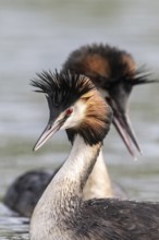 Great Crested Grebe (Podiceps cristatus), Emsland, Lower Saxony, Germany