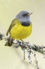 Mourning Warbler (Oporornis philadelphia) perched on a branch in Ontario, Canada