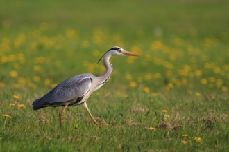 Grey Heron (Ardea cinerea), North Rhine-Westphalia, Germany