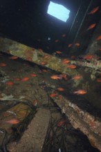 King mullet (Apogon imberbis)