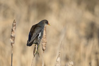 Waterhoen jong boven op een Grote lisdodde, Moorhen juvenile sitting on top common cattail