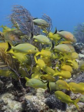 A shoal of yellow French grunts (Haemulon flavolineatum) and bluestriped grunt (Haemulon sciurus)