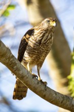 Roadside hawk (Buteo magnirostris) Pantanal Brazil