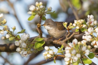 Whitethroat, (Sylvia communis), songbird, animals, birds, genus. of Curruca, NSG Der Spieß,