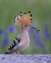 Hoopoe (Upupa epops) Bird of the Year 2022, feeding, courtship feeding, male with caterpillar as