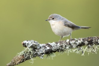 Subalpine Warbler (Sylvia cantillans) juvenile perched on a lichen branch, Andalusia, Spain