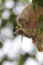 Eurasian Penduline Tit (Remiz pendulinus) female feeds chicks in nest, Saxony-Anhalt, Germany