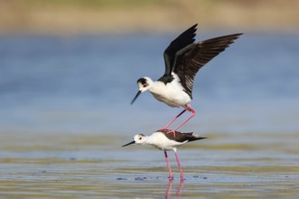 Black-winged Stilt (Himantopus himantopus) pair mating, Lesvos, Greece