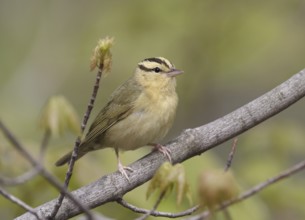 Worm-eating Warbler (Helmitheros vermivorum), Ohio, USA