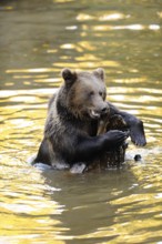 Brown bear playing with a branch in shallow water, Eurasian brown bear (Ursus arctos arctos),