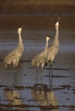 Sandhill Crane (Antigone canadensis), New Mexico, USA
