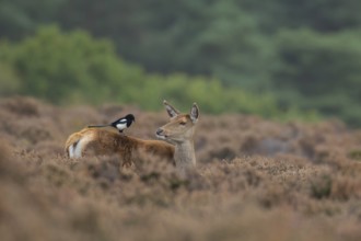 Red deer (Cervus elaphus) adult female hind animal with a Magpie bird on its back in heathland in