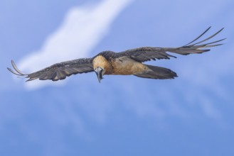 Bearded Vulture (Gypaetus barbatus) flying, Italy