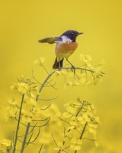 European Stonechat (Saxicola rubicola) male perched in a rape field, Saxony-Anhalt, Germany