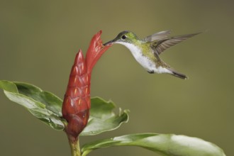 Andean Emerald (Amazilia franciae), Ecuador