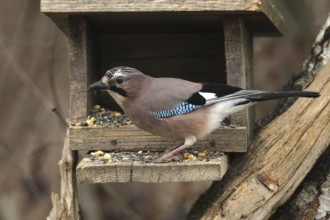 Eurasian jay (Garrulus glandarius) at winter feeding in the forest, Allgäu, Bavaria, Germany,