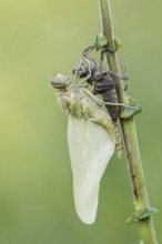 Black-tailed Skimmer (Orthetrum cancellatum), freshly hatched with exuvia, North Rhine-Westphalia,