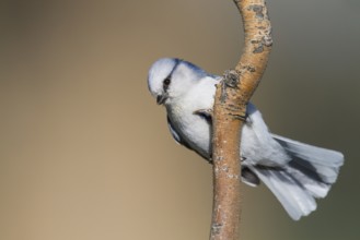 Azure Tit - Lasurmeise - Cyanistes cyanus ssp. koktalensis, Kazakhstan, adult male