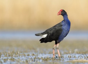 Australasian Swamphen (Porphyrio melanotus melanotus), Victoria, Australia