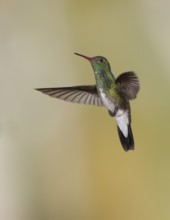 Glittering-throated Emerald (Amazilia fimbriata) flying, Atlantic rainforest, Brazil