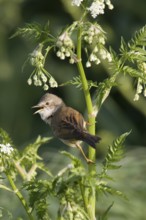 Common Whitethroat (Sylvia communis) singing, Lower Saxony, Germany