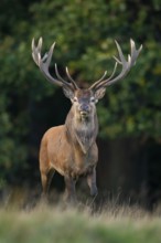 Red deer (Cervus elaphus) with heavy antlers in rut, Klamptenborg, Copenhagen, Denmark