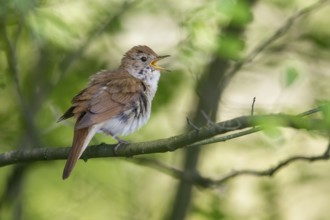 Common Nightingale (Luscinia megarhynchos) male singing from a branch, Poland