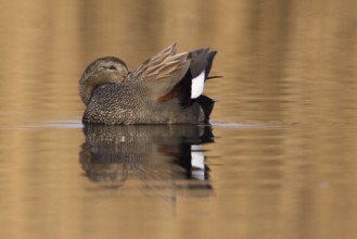 Gadwall (Mareca strepera), Utrecht, Netherlands