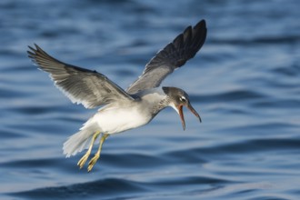White-eyed Gull (Ichthyaetus leucophthalmus) calling in flight, Eilat, Israel