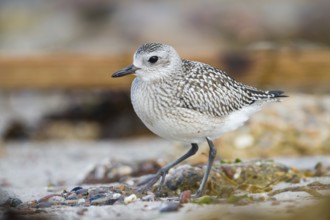 Grey Plover (Pluvialis squatarola), Schleswig-Holstein, Germany