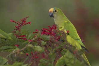 Peach-fronted Parakeet (Eupsittula aurea), Mato Grosso do Sul, Brazil
