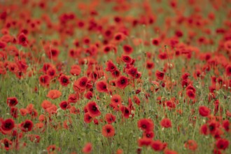 Common field poppy (Papaver rhoeas) wildflower field of red poppies in summer, England, United