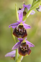 Bumblebee ragwort (Ophrys holoserica) flower, wild orchid, close-up, orchids, orchid, orchid plant,