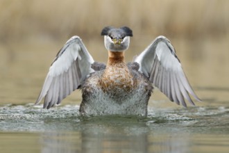 Red-necked Grebe (Podiceps grisegena), British Columbia, Canada