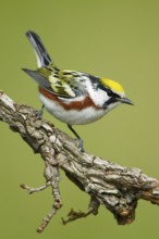 Chestnut-sided Warbler (Setophaga pensylvanica), Texas, USA