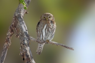 Northern Pygmy-Owl Glaucidium gnoma Huachuca Mountains, Cochise County, Arizona, United States 4