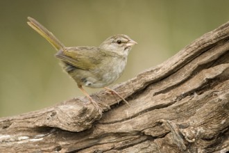 Olive Sparrow (Arremonops rufivirgatus), Texas, USA