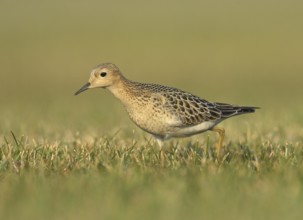 Buff-breasted Sandpiper (Calidris subruficollis), Ohio, USA