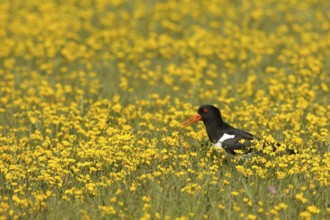 Eurasian Oystercatcher (Haematopus ostralegus) calling, Texel, Netherlands