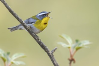 Crescent-chested Warbler (Oreothlypis superciliosa) perched on a branch in Oaxaca, Mexico