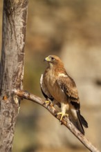 Booted Eagle (Hieraaetus pennatus) juvenile, Castile and Leon, Spain