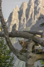 One Eurasian lynx, (Lynx lynx), stands high up on a dead tree. Frontal view with mountains in the
