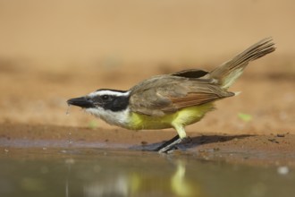 Great Kiskadee (Pitangus sulphuratus), Texas, USA