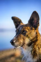 A close-up view of a brown dog with long whiskers and pointed ears, set against a blurred outdoor
