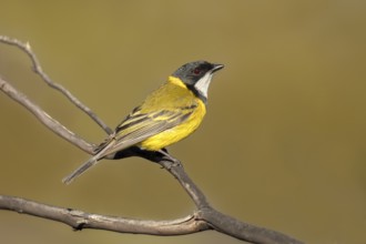 Australian Golden Whistler (Pachycephala pectoralis) male, South Australia, Australia