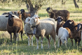 A diverse flock of sheep grazes under olive trees in a serene field. Sunlight highlights the woolly