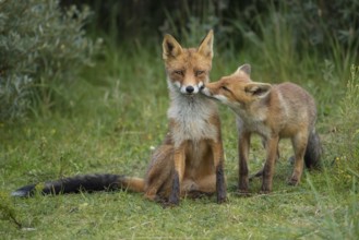 Red Fox (Vulpes vulpes) mother with young in grassland, Netherlands