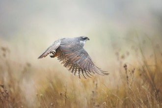 A majestic female Goshawk takes flight over a misty field in the Guadalajara province, capturing